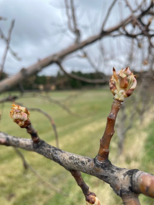 Pear fruit starting to bud out.