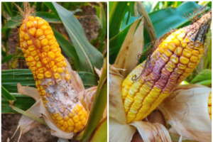 Fungal infections of corn and management strategies