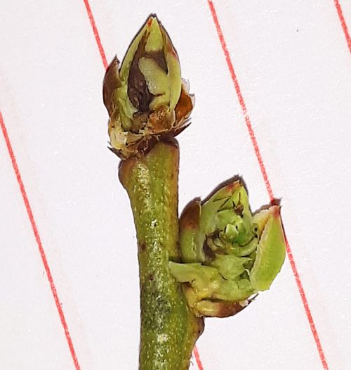 Winter damage to blueberry shoot tip