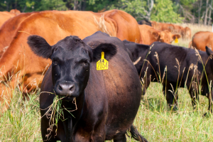 MSU researchers play pivotal role in new $19M grazing, soil health project