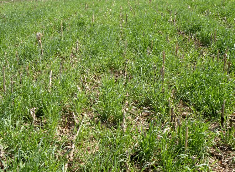 Cereal rye aerial-seeded into corn July 18, 2012. Picture was taken May 7, 2013. Photo credit: Dean Baas, MSU
