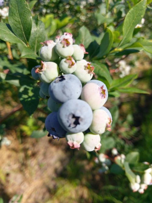 Ripening Bluecrop berries in Covert, MI.