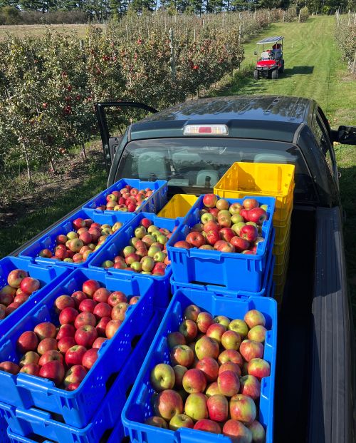 Bins of Honeycrisp apples loaded in the back of a truck.