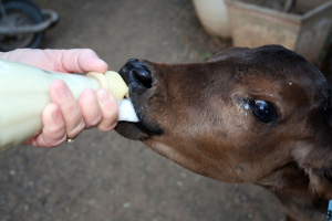 Rumen development of calves