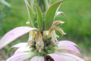 Horsemint (Spotted bee balm)