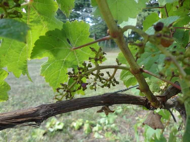 Red grape cultivars bird damage