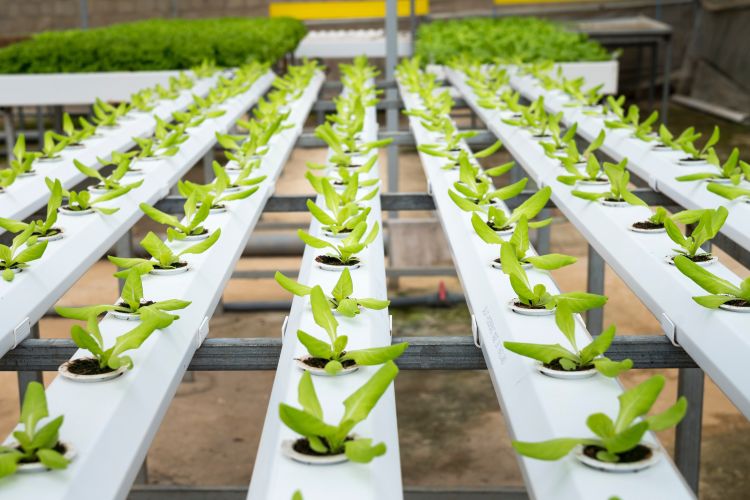 Lettuce grows in an indoor hydroponic farm.