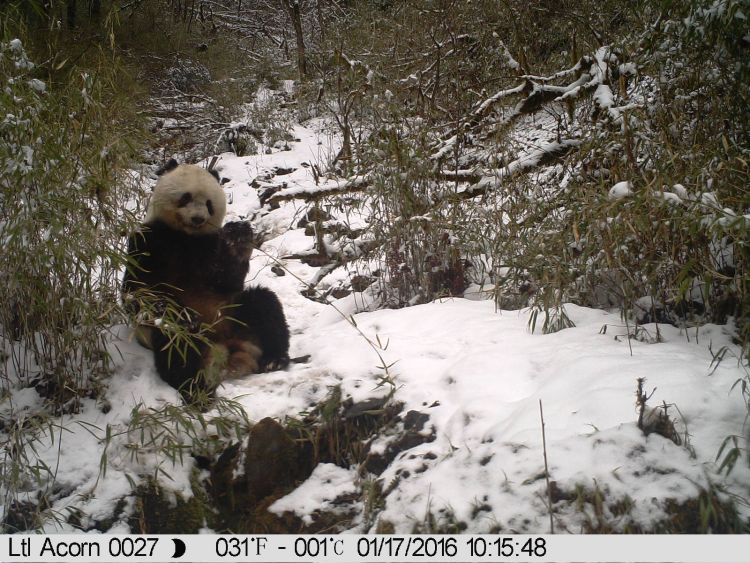 Panda contentedly munches bamboo in the snow in China's Wolong Nature Reserve
