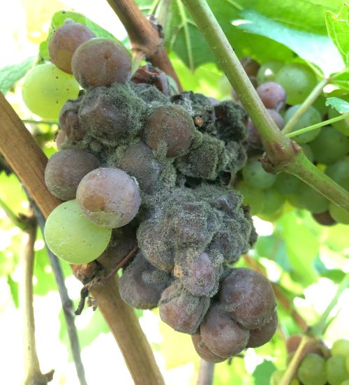 Typical symptoms of Botrytis bunch rot