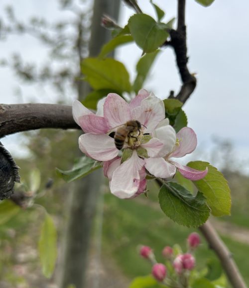 A bee visiting an apple blossom.