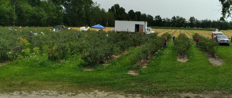 People hand-harvesting blueberries in a field.