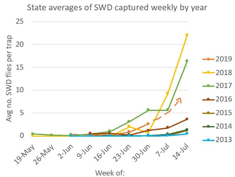 A comparison of average weekly trap captures of SWD