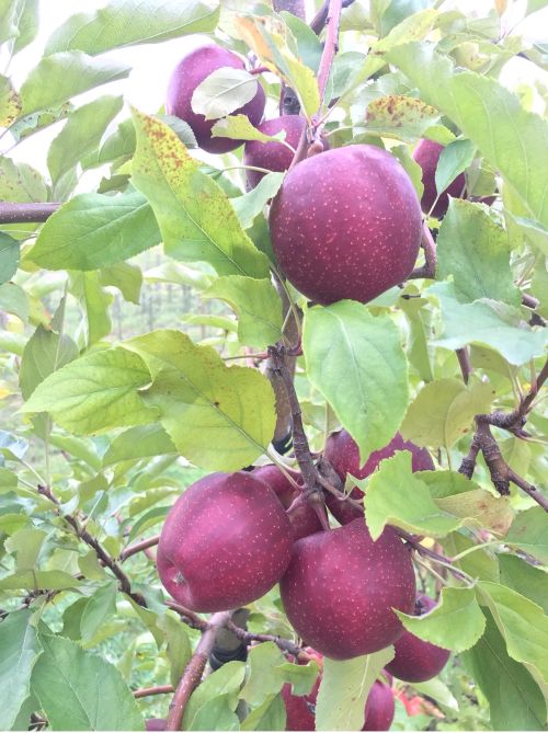 Gala apples in tree