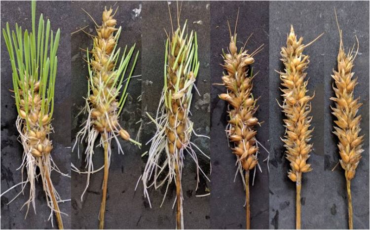 Severely sprouted spikes like these are not typically observed in the field. Although spikes in the field may not have any visual sprouting symptoms, it does not mean sprouting damage hasn't occurred. Photo: Linda Brown, MSU.
