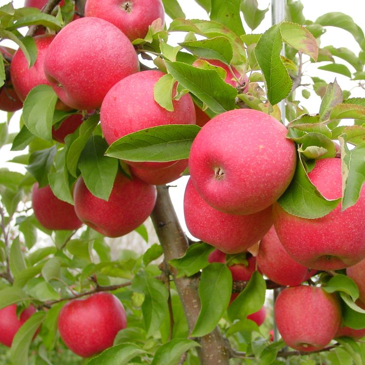 Apples hang from a tree ready for harvest.