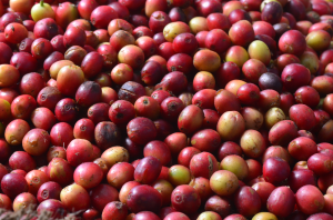 From the other Great Lakes: Around Rwanda's Coffee
