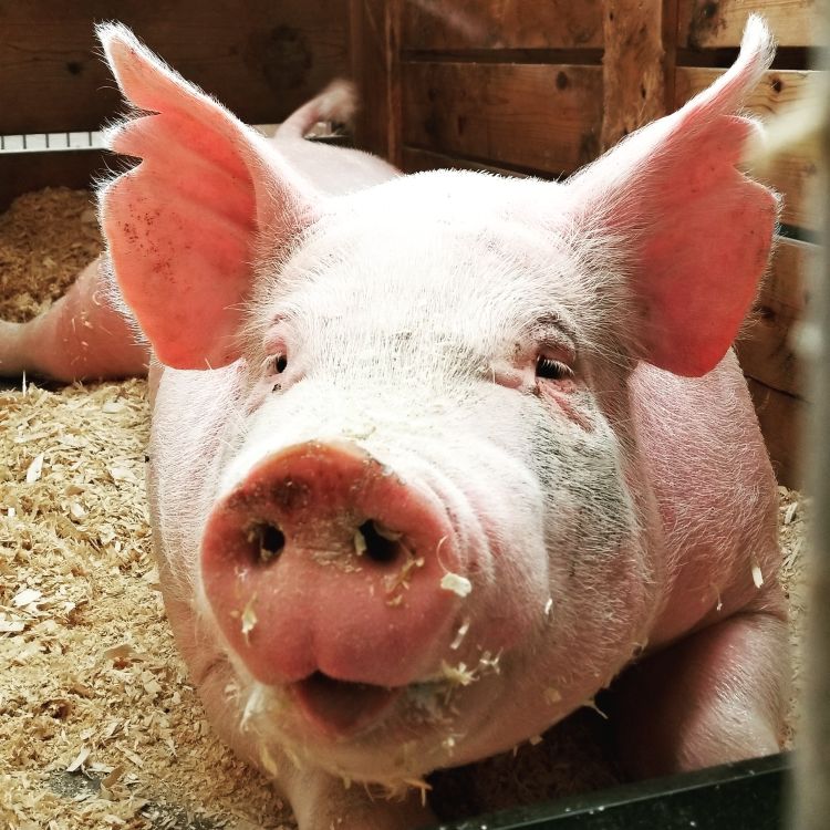 a pig looking at the camera