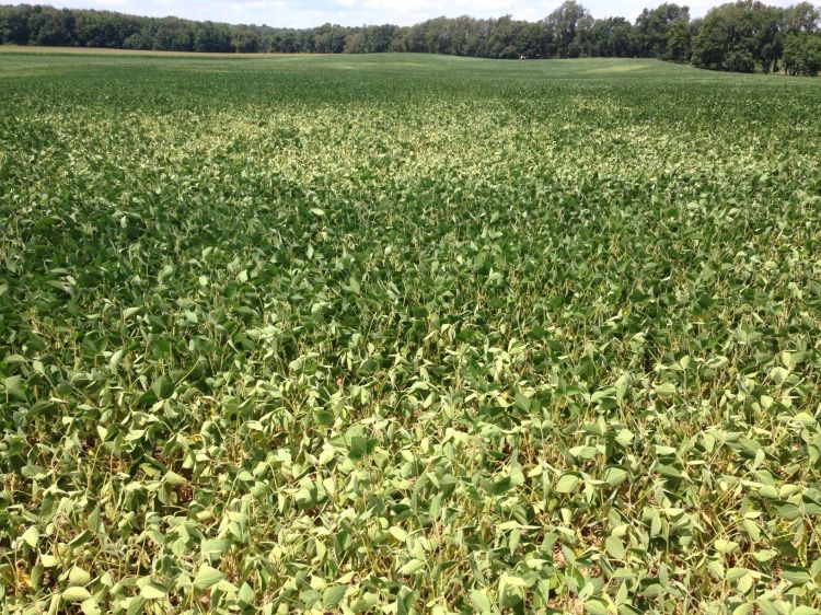 Moisture stress in soybeans. Photo by Mike Staton, MSU Extension.
