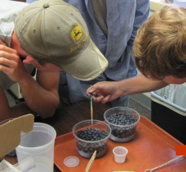Men taking samples from a dish filled with blueberries.