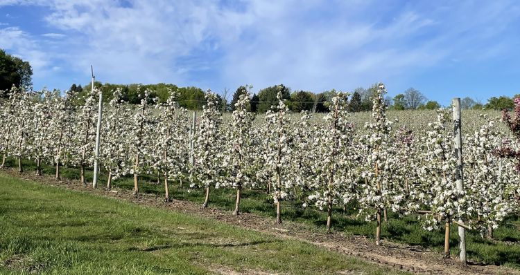 Apple trees in an orchard.