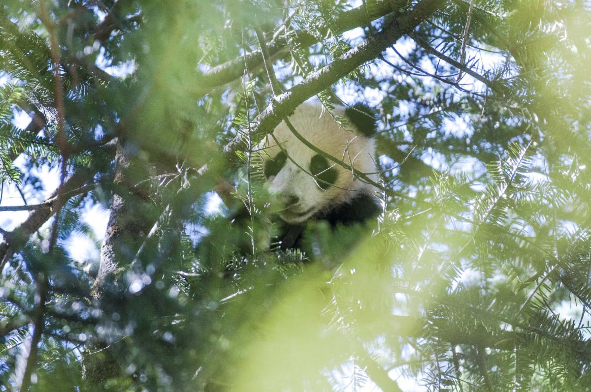 Young panda in tree in China's  Wolong Nature Reserve