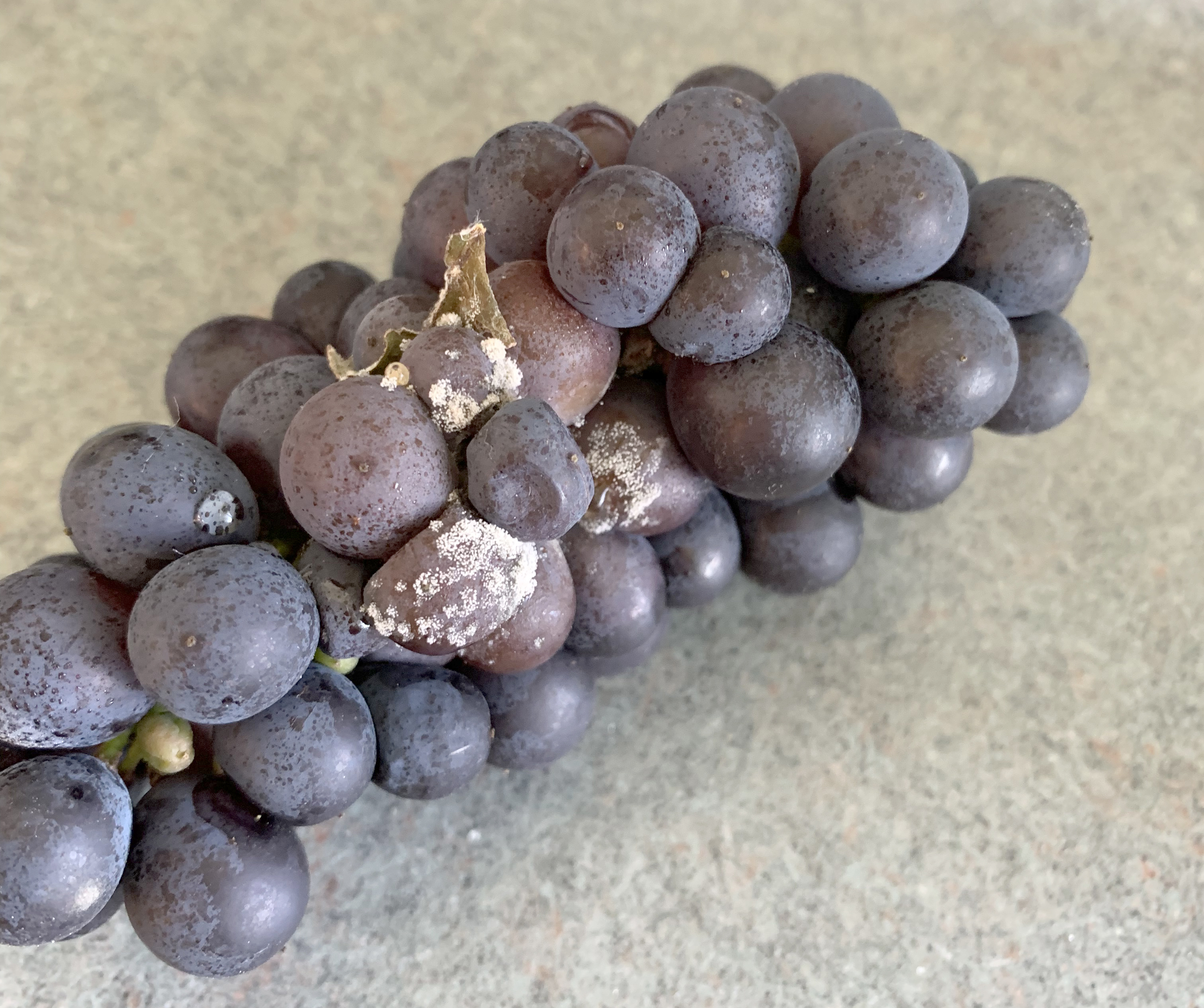 Pinot Noir cluster with Botrytis infected berries 