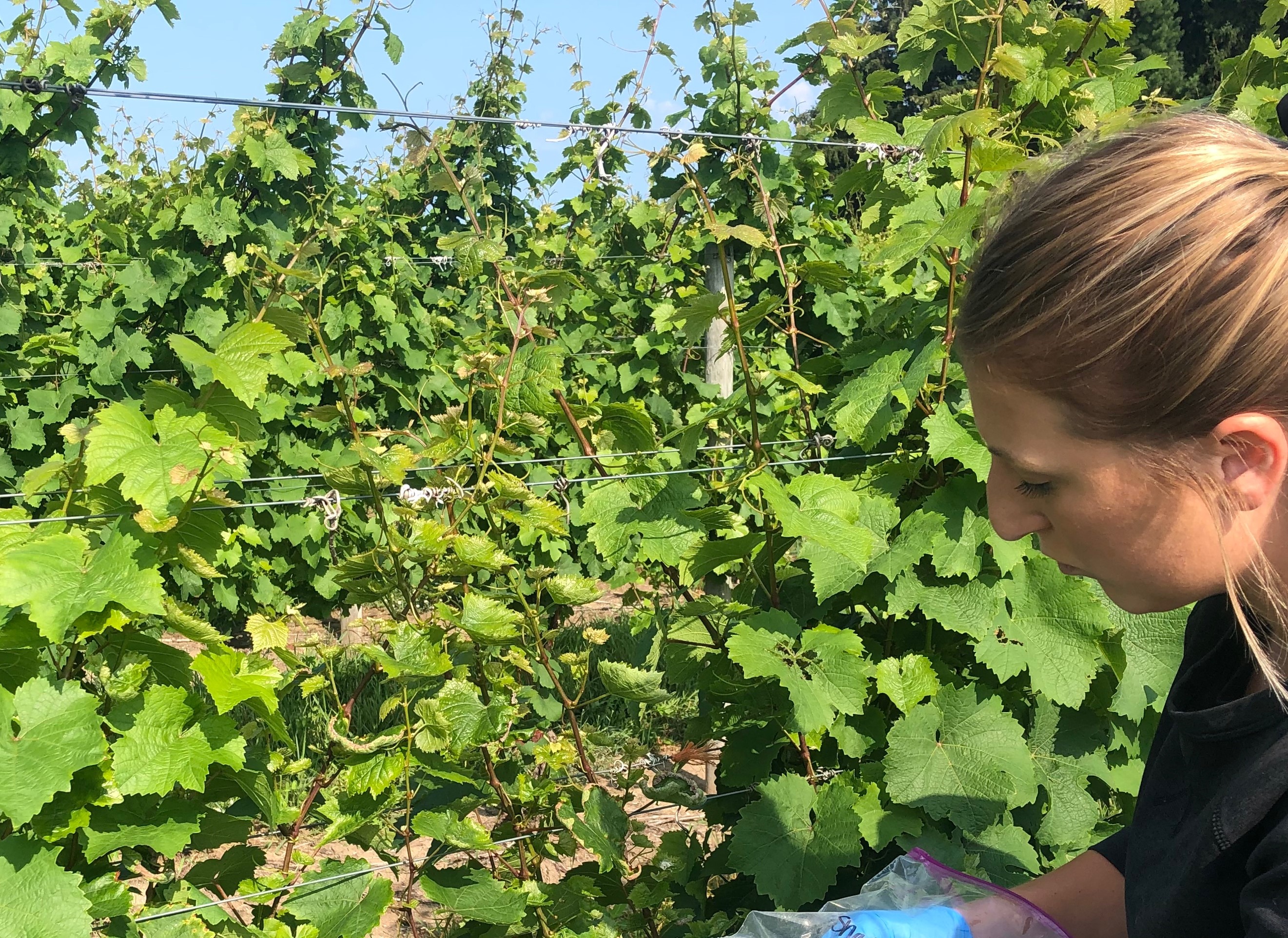 Sampling grape vines