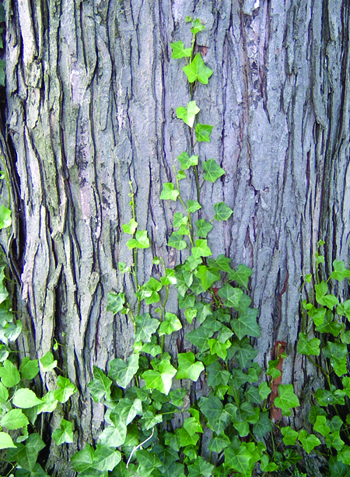 English ivy tree
