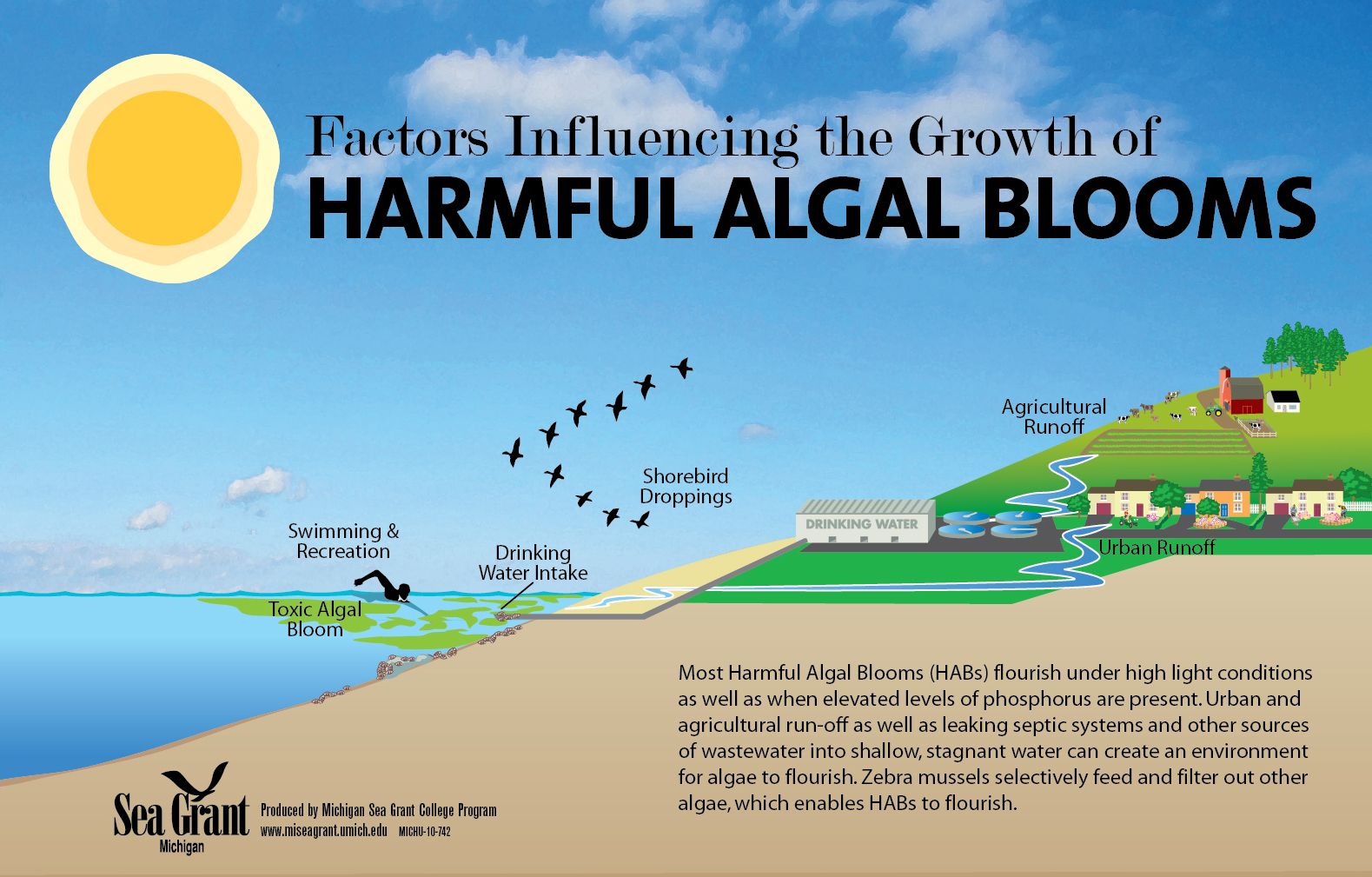 10-742-Harmful-Algal-Bloom-illustration-1579px