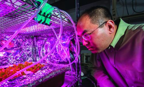 Hui Lee, associate professor of plant, soil and microbial sciences, checks on an experiment involving how lettuce takes up antibiotics from water.
