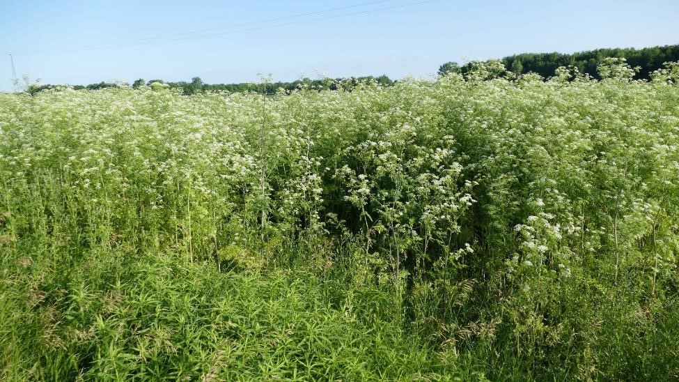 Poison hemlock