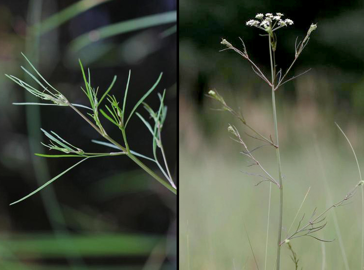 plants