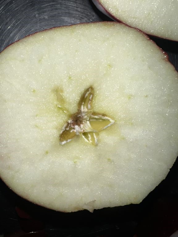 Callus tissue versus moldy core in apples - Apples