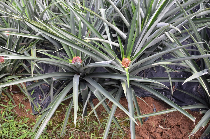 Pineapple leaves in Costa Rica