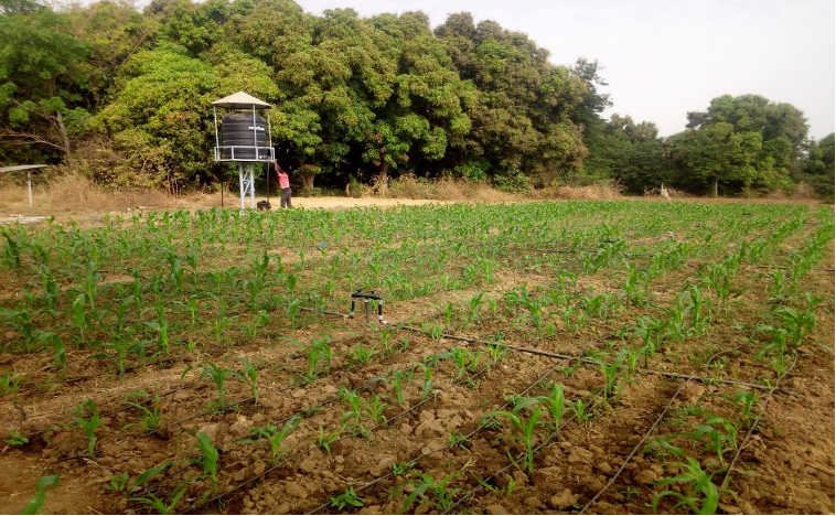 Solar Drip Irrigation System in Burkina Faso