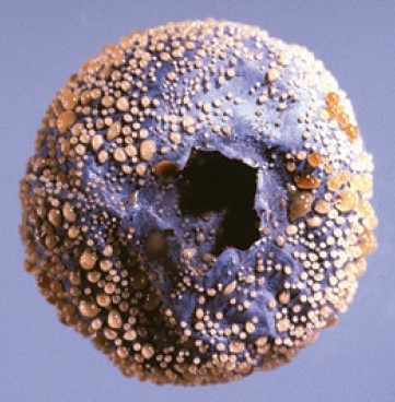 Orange spores on a blueberry.