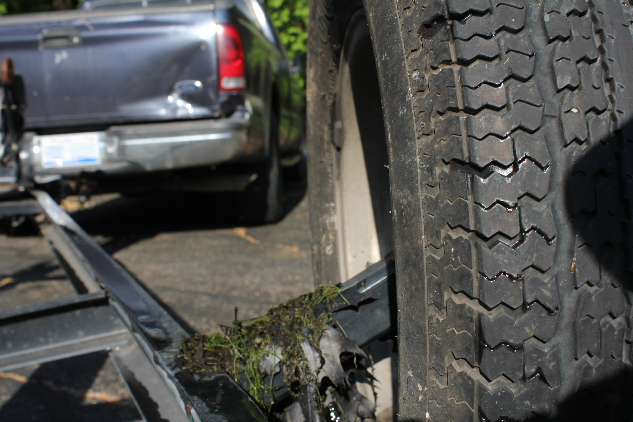 Close up of boat trailer tire where an aquatic plant was found.