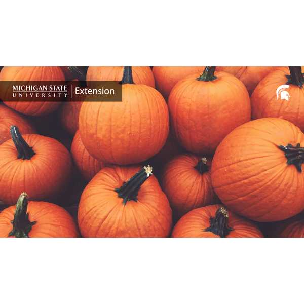 Staked pumpkins