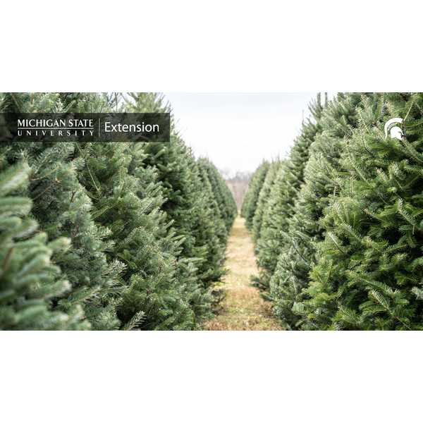 Pine trees