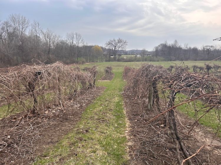 For decorative purposes.