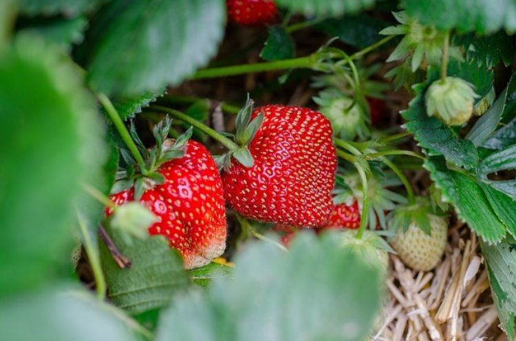 Strawberries on the plant