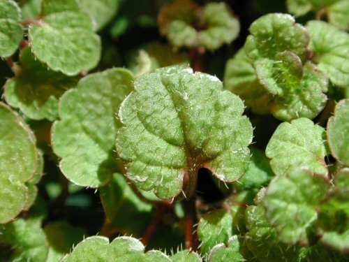  creeping speedwell3.jpg 