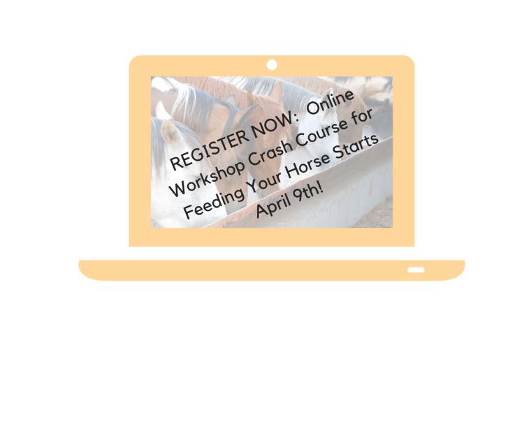 Michigan State University Ag Tech Horse Management students use a weight tape to monitor a senior horsemanship horse’s health.