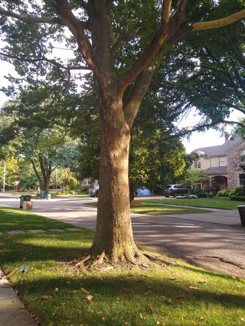 A sycamore tree’s outer bark layer.