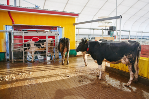Promises and potential of automated milking systems