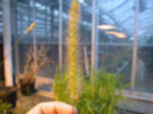  Giant Foxtail2.thumb.jpg 