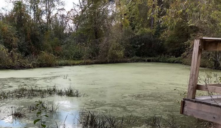 Small pond. For decorative purposes.