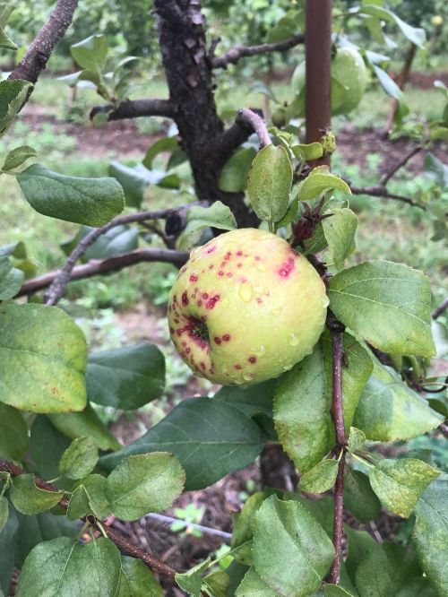 Honeycrisp apple with little red spots all over it.