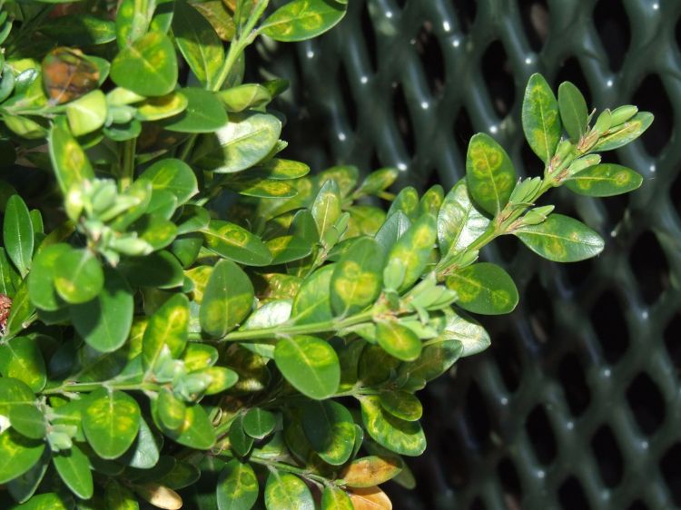 Boxwood leafminer larvae feed on boxwood leaves, making obvious 