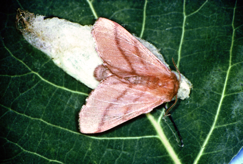  Adults are reddish-brown with two brown, transverse, parallel bands. 